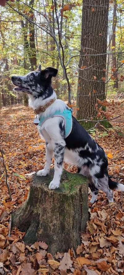 Border Collie-Beitrag-Bild