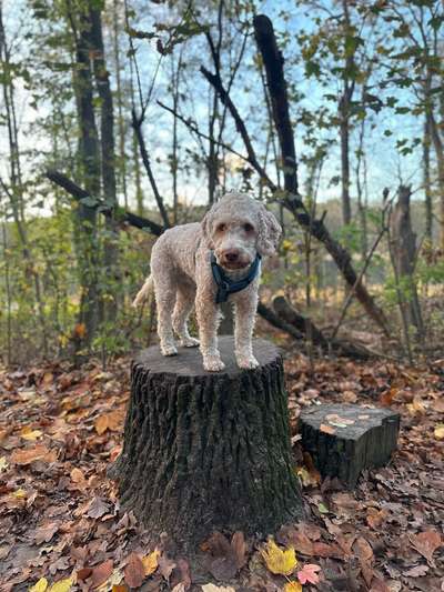 Lagotto Romagnolo Besitzer-Beitrag-Bild