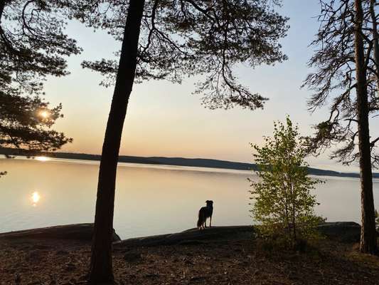 Hallo hat jmd.Erfahrungen was Urlaub mit Hund in Schweden,Norwegen und Finnland angeht?-Beitrag-Bild