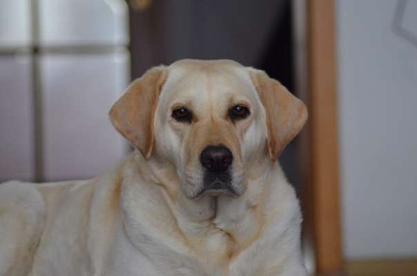 Hundetreffen-Suchen einen neuen Spielgefährten 🥰-Bild