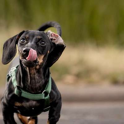 Hundetreffen-Gassi Treffen-Bild