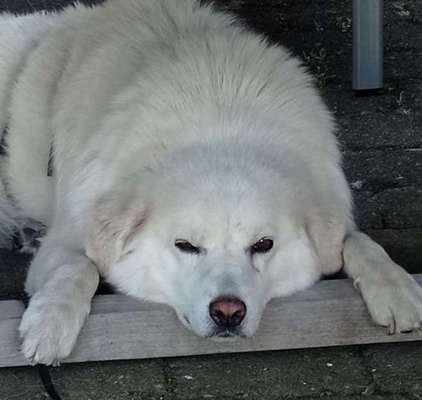 TierschutzhundeStammtisch🐕-Beitrag-Bild