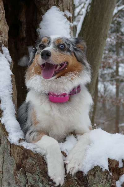 Die Dogorama Kalender Challenge Titelbild-Beitrag-Bild