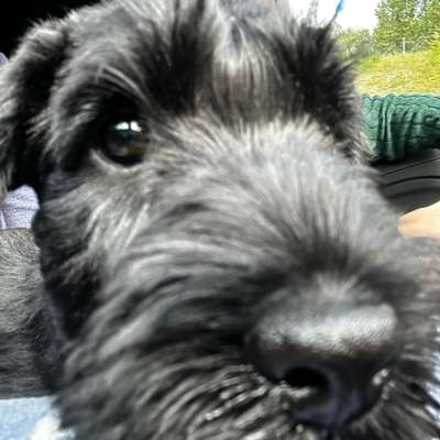 Hundetreffen-Welpentreffen Lehel-Bild