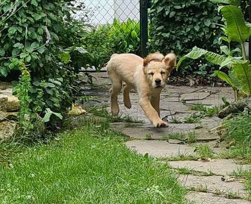 Fotochallenge 66 ~ Rennaction -Zeig deinen Hund im Lauf-Beitrag-Bild