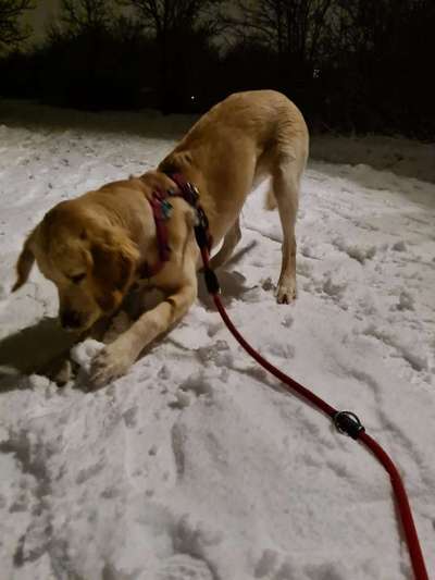 Wo sind die Golden Retriever Liebhaber?-Beitrag-Bild