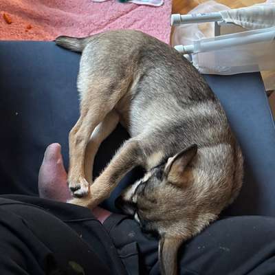 Hundetreffen-Welpentreff Nähe Forchheim-Bild