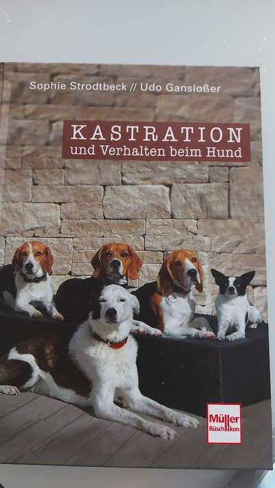 Kastration bei Hündin-Beitrag-Bild