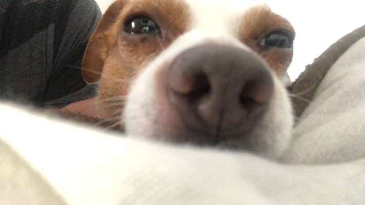 42. Handy Fotochallenge - Den richtigen Riecher haben-Beitrag-Bild