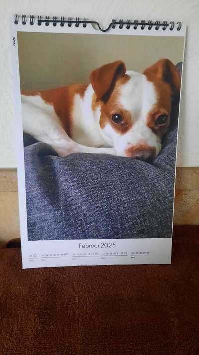 Spitzname(n) Deines Hundes-Beitrag-Bild