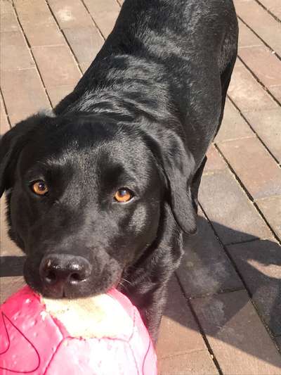 Dogorama Photo Challenge - Apportieren-Beitrag-Bild