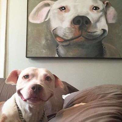 Hunde Memes-Beitrag-Bild