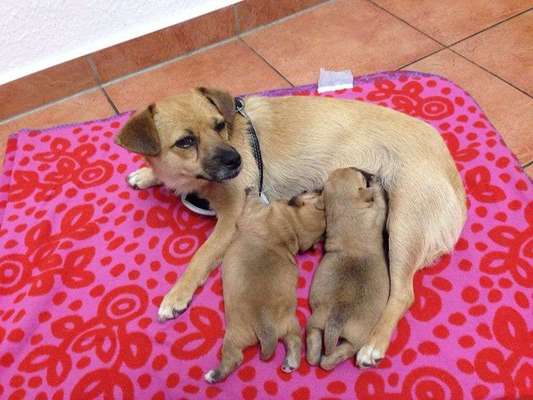 Welpen Bilder !-Beitrag-Bild