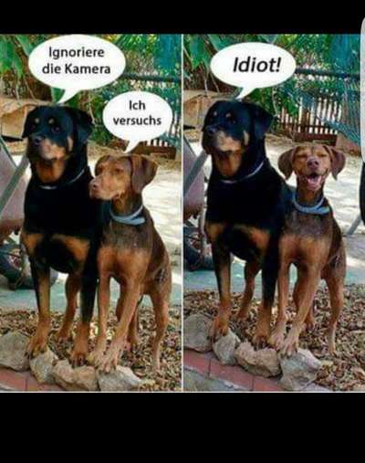 Hunde Memes-Beitrag-Bild