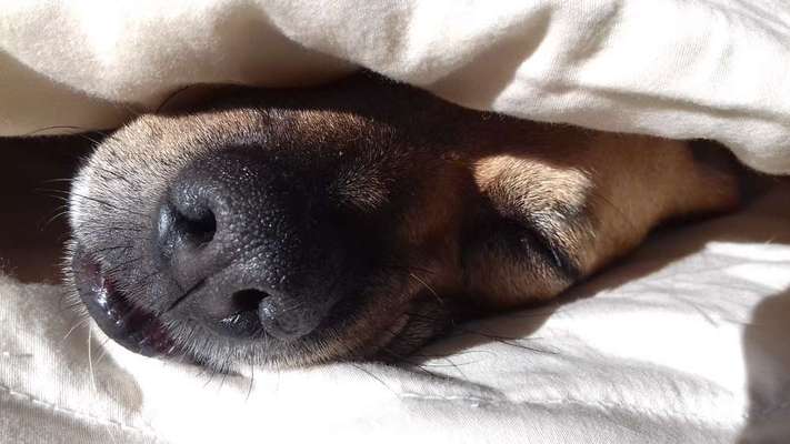 Challenge Nr 14
Eure Fellnasen auf ihrem Lieblingsplatz-Beitrag-Bild