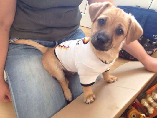 Welpen Bilder !-Beitrag-Bild