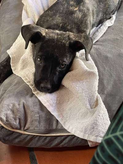 Welpen Bilder !-Beitrag-Bild