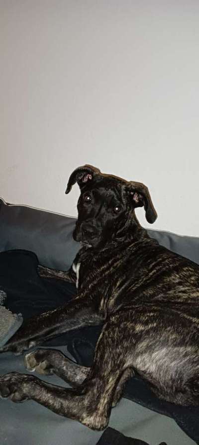 Seltene Rassen!-Beitrag-Bild