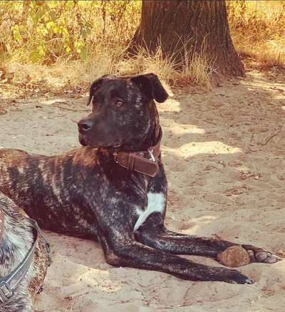 Seltene Rassen!-Beitrag-Bild