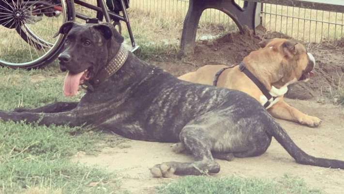 Reinrassige Hunde?-Beitrag-Bild