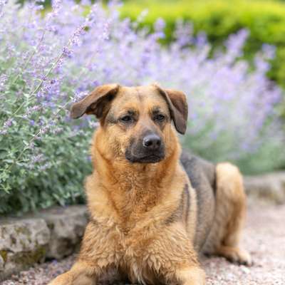 Hundetreffen-Abendspaziergang (mit oder ohne Training)-Bild