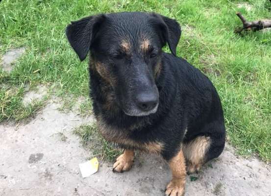 Welche Rasse könnte das sein?-Beitrag-Bild