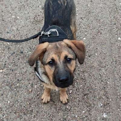 Zeigt mir eure Schäferhund Mischlinge :-)-Beitrag-Bild