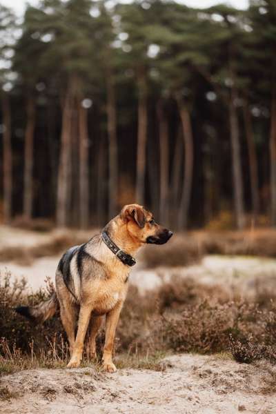 Hundetreffen-Abendspaziergang (mit oder ohne Training)-Bild