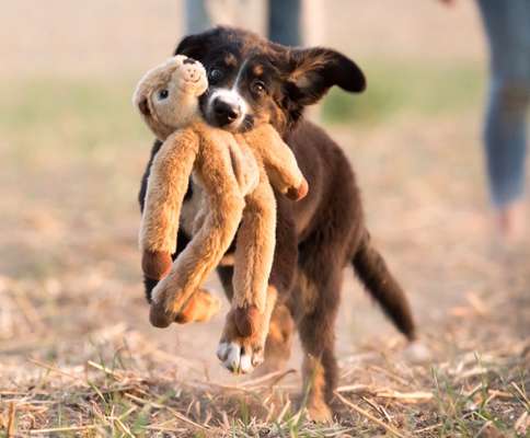 Die Dogorama Kalender Challenge Titelbild-Beitrag-Bild