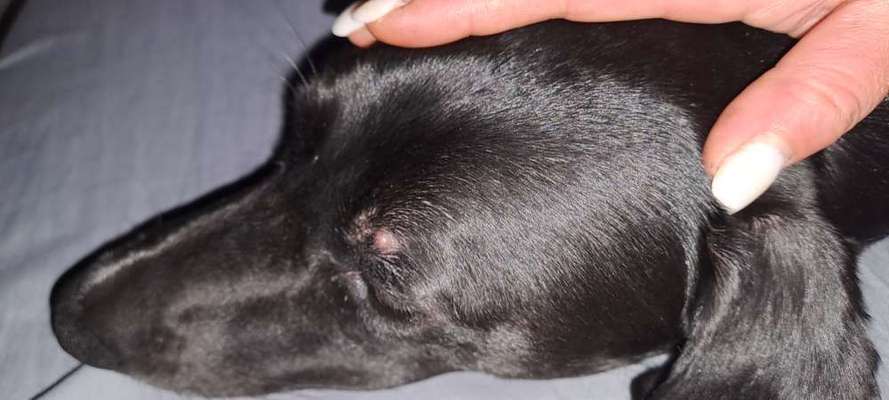 Knubbel über dem Auge-Beitrag-Bild