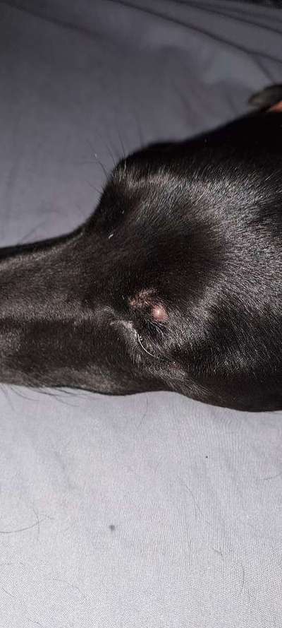 Knubbel über dem Auge-Beitrag-Bild