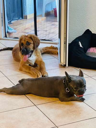 Hundetreffen-Spaziergang und Kennenlernen-Bild