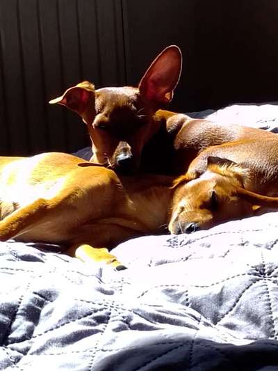 Welpen Bilder !-Beitrag-Bild