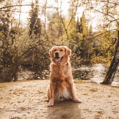 Hundetreffen-Gemeinsamer Spaziergang-Bild