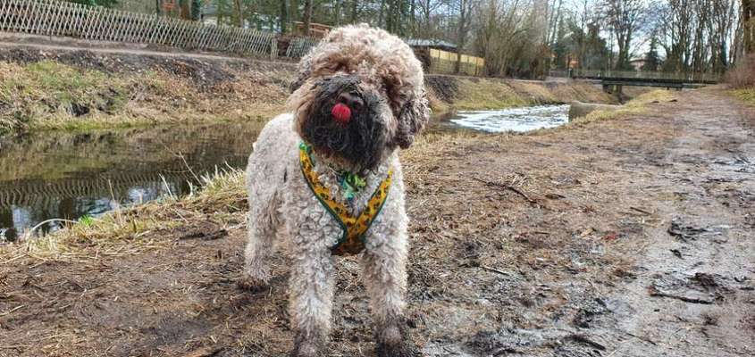 Fotochallenge No. 26                                     Wald und Wiese-Beitrag-Bild