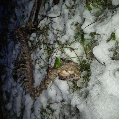 Giftköder-Überreste totes Tier-Bild