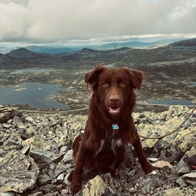 Hundetreffen-Hundebegegnungen/ Social Walk-Bild