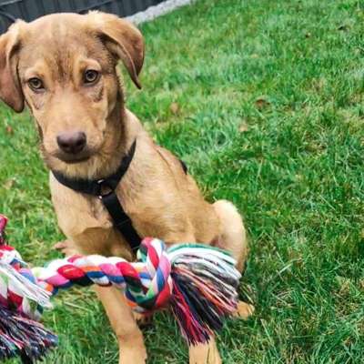 Hundetreffen-Gassi gehen und spielen-Bild