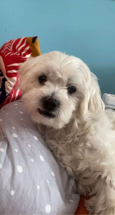 Auslandstierschutz-Beitrag-Bild