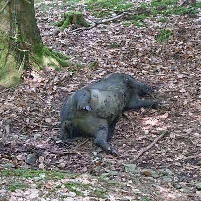 Giftköder-Wildschweinkadaver-Bild