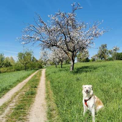 Hundetreffen-Begegnungstraining/Social Walk-Bild