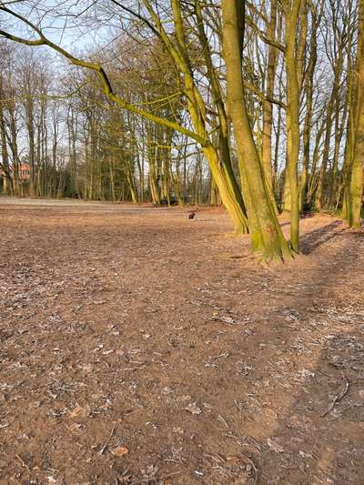 Hundetreffen-Hundetreffen im Speckenbütteler Park-Bild