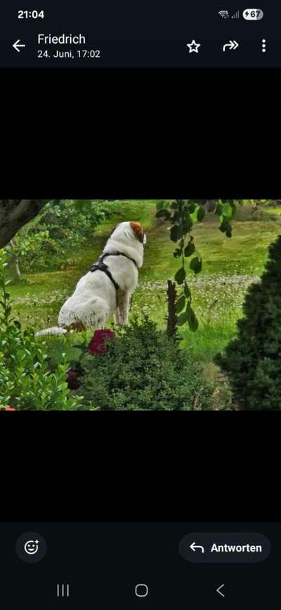 Hundetreffen-Freunde gesucht-Bild