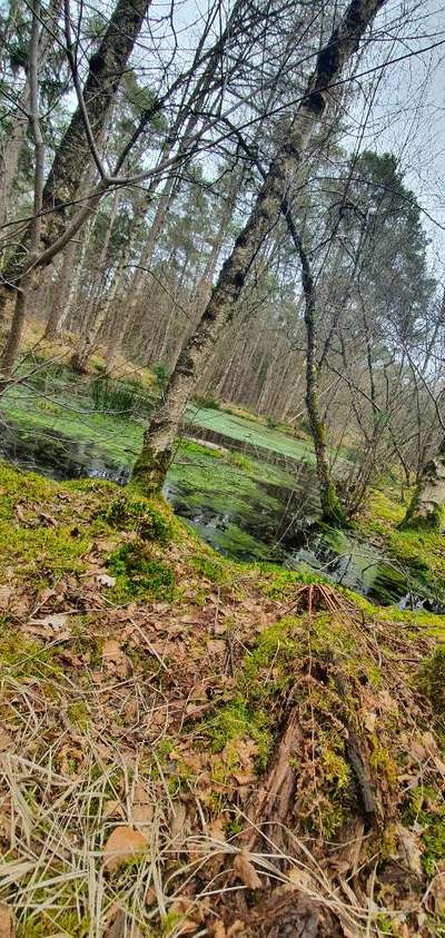 Hundeauslaufgebiet-Waldstück Erste Wiek links, Papenburg-Bild