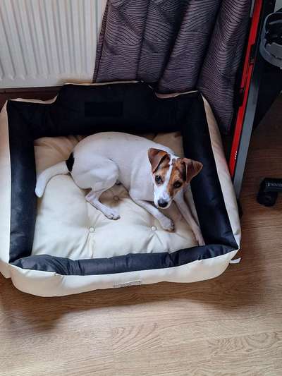 Hundetreffen-Treffen oder auch gassi runde-Bild