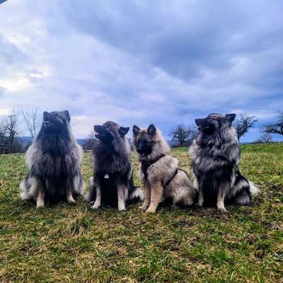 Spitz--Zwergspitz--kleinspitz---mittelspitz----Großspitz--Wolfsspitz-Beitrag-Bild