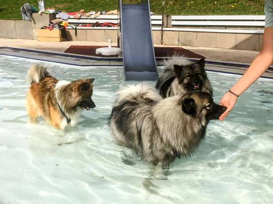 Eure Meinungen zu Hundebadetagen im Freibad?-Beitrag-Bild
