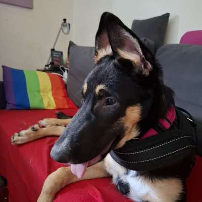 Hundetreffen-Suche Leute mit Tauben Hunden-Bild
