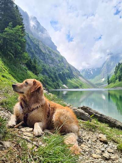 Die Dogorama Wochen Challenge-Beitrag-Bild