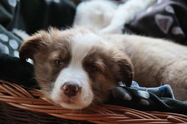 Zeigt mir die tollste Nahaufnahme von eurer Fellnase-Beitrag-Bild